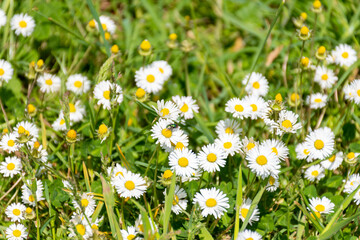 Fototapeta premium Daisies in a sunny garden in Nantes - France