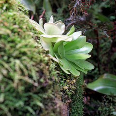 pinguicula gigantea x moctezumae is a tropical species of carnivorous plant in the family Lentibulariaceae. Flypaper traps.