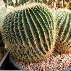 Echinocactus grusonii, popularly known as the golden barrel cactus, golden ball or mother-in-law's cushion, is a well known species of cactus,