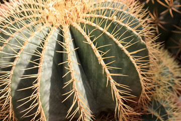 Echinocactus grusonii, popularly known as the golden barrel cactus, golden ball or mother-in-law's...