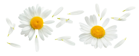 Chamomile or camomile with flying petals set isolated on white background. Daisy flower - obrazy, fototapety, plakaty