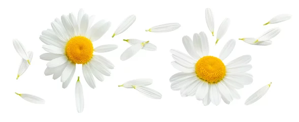 Gordijnen Chamomile or camomile with flying petals set isolated on white background. Daisy flower © kovaleva_ka