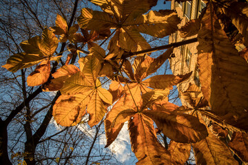 Fototapeta premium Golden leaves of chestnuts on a blue sky background