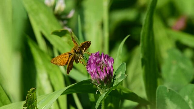 Primo piano di una farfalla in raccolta nettare.