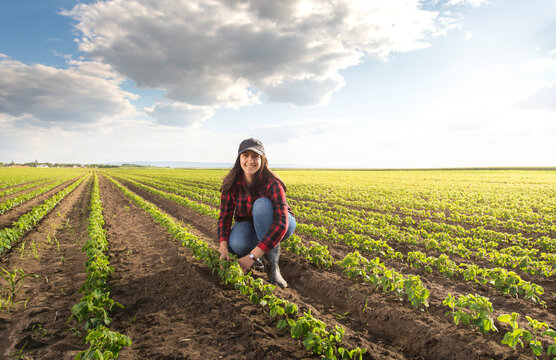 Female Farmer Examining Green Soybean Plant In Field