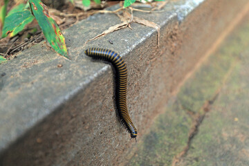 Wild insect millipede crawls on rocks