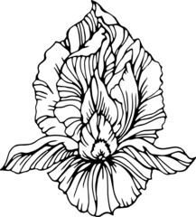 Vector iris flower. Line art. Linear black and white sketch in realistic botany style. Floral element for design coloring book, card, poster, t-shirt print, invitation.