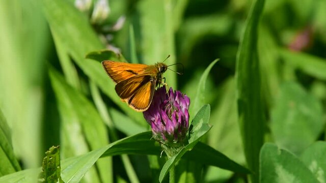 Una farfalla intenta ad  ispezionare un fiore.