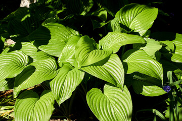 a green plant with large leaves grows in the garden