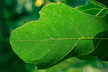 Green leaf of figs with streaks of light. Blurred background