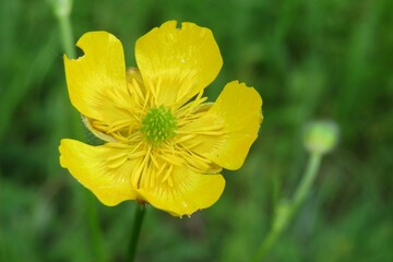 Obraz premium Beautiful yellow buttercup flower on natural green background, closeup