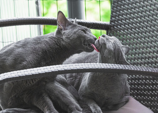 Myjące się koty rosyjskie niebieskie