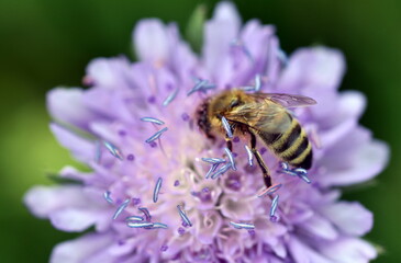 Biene auf einer Witwenblume