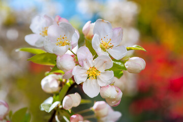 Obraz premium Flowering apple tree with white blossoms