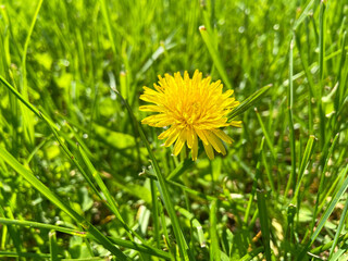 Yellow dandelion in summer