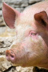 Portrait of a pig - 437199042