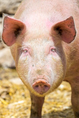 Portrait  of a pink pig - 437199080