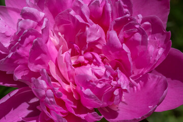 close up of curly peony flower in garden