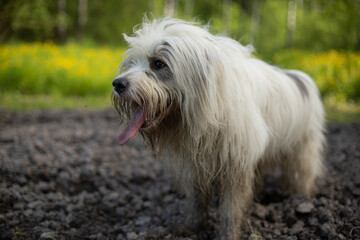The dog walks in nature. White shaggy terrier.