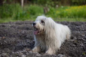 The dog walks in nature. White shaggy terrier.