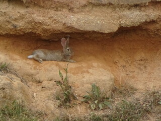 Large Hare in Canyon Cave
