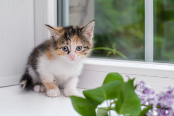 A small tricolor kitten sits on the windowsill