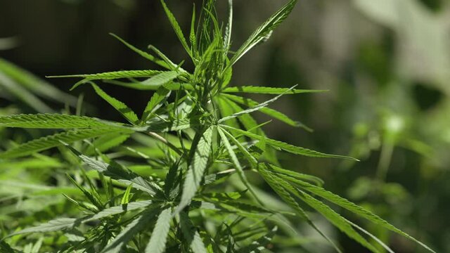 Closeup marijuana plant with sunlight. Cannabis cultivation plots blows in the wind at home. Herbal alternative medicine, cbd oil concept.