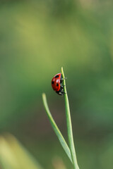 Fototapeta premium Red lady bug on green grass blade on defocused green background. Summer natural background. Stock photo, copy space