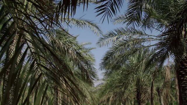 Date Palm Trees Plantation Against Blue Sky - Rows Of Date Palm Trees In A Farm - tilt up shot