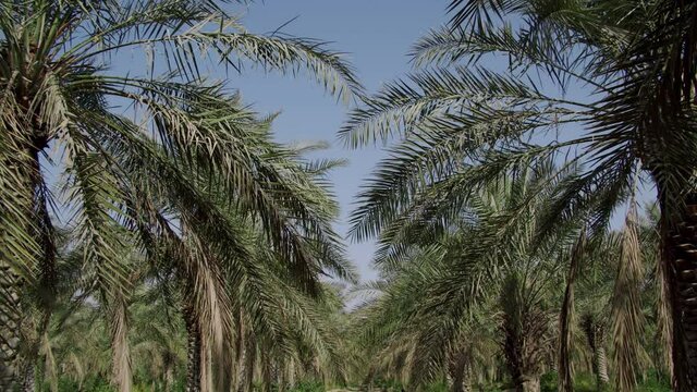 Dense Date Palm Trees In An Organic Farm On Sunny Summertime. - Tilt-Down, Pullback