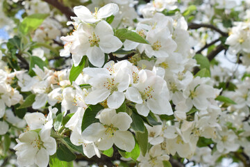 Abundant Flowering of Apple Trees. Floral Background