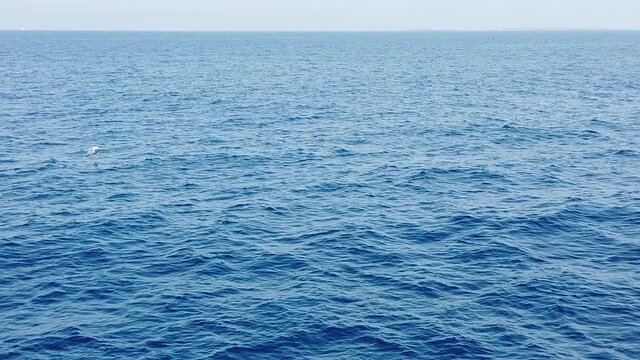 Vue de l'horizon en slow motion sur la mer avec des oiseaux qui volent au raz de l'eau