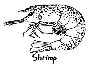 Living shrimp. Hand drawn isolated illustration with the inscription on a white background