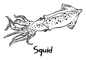 Live squid with tentacles. Hand drawn isolated illustration with the inscription on a white background