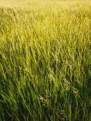 Blooming wild bromus madritensis, foxtail brome plants, on a picturesque summer meadow. Different greening herb, vertical shot. Idyllic rural nature, green spring field texture. Countryside grassland