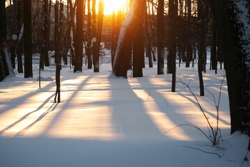 bright sunset among the trees in the park