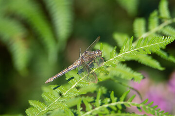 dragonfly resting on a bright green fern leaf