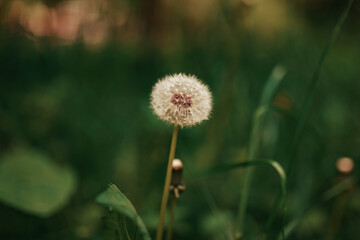 Full Ripe Dandelion on a lawn, spring, summer. Blurred background. Selective focus