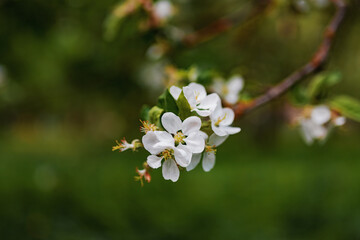 Closeup of apple blossom flowers. Blurred background. Selective focus