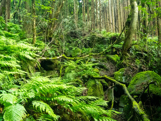 新緑の快適な渓谷