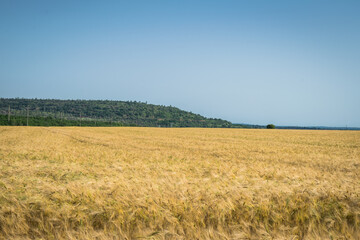 Golden wheat field at beautiful summer day