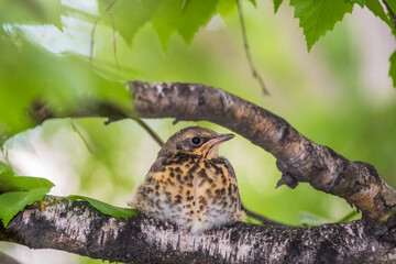 A fieldfare chick, Turdus pilaris, has left the nest and is sitting on a branch. A chick of...