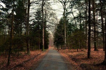 path in the woods