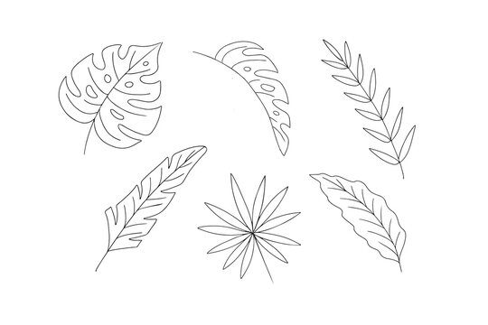 Tropical leaves collection, hand drawn isolated elements. Vector illustration