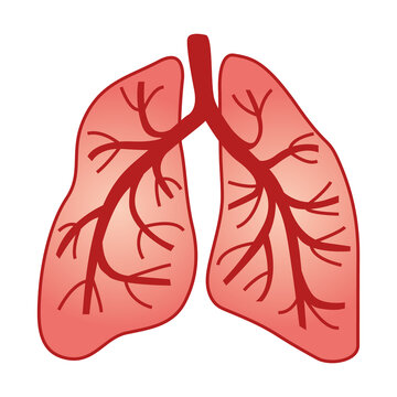 Human lungs. Vector illustration II.
