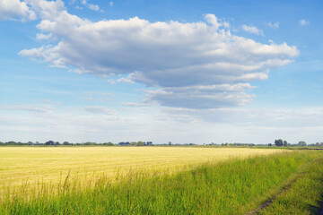 Rural landscape in summer.
