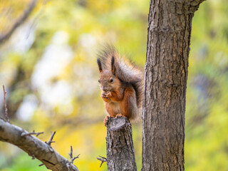 Obraz premium Squirrel with nut in Autumn sits on a branch