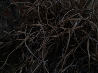 Close up of dried grass.