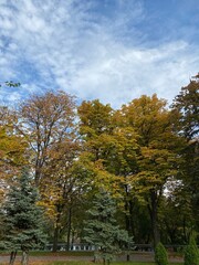 autumn in the park. autumn trees in park. 