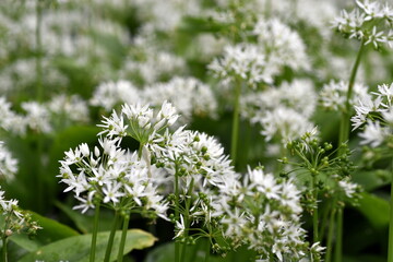 Viele Bärlachblüten im Frühling